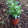 Ashwagandha Plant 14cm Pot Image 3