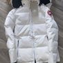 Canada goose Image 4