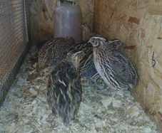 male quail