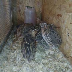 male quail