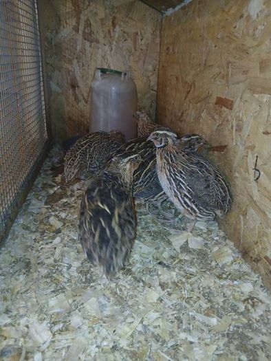 male quail