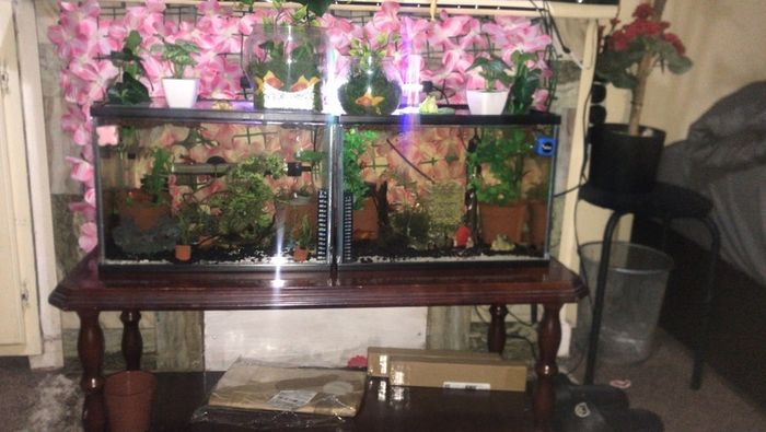 Fish Tank Swap
