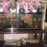 Fish Tank Swap Image 6