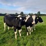 10 Pedigree Incalf British Friesian Heifers Image 2