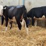 Hereford and Simmental Heifers Image 3