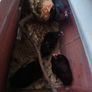 poultry Image 2