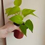 Neon Pothos plant Image 3