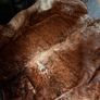 Cow Hide Image 4