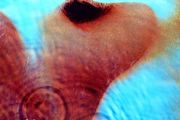 Pink Floyd - Meddle, Vinyl, LP, Remastered, RE