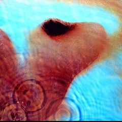 Pink Floyd - Meddle, Vinyl, LP, Remastered, RE