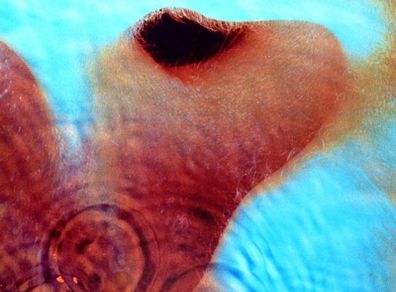 Pink Floyd - Meddle, Vinyl, LP, Remastered, RE