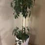 Umbrella Plant Image 2
