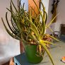 25 Potted Plants & 6 Boxes of Floral Styling Stock Image 5