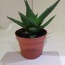 Succulent Image 2