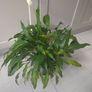 Peace Lily Image 2