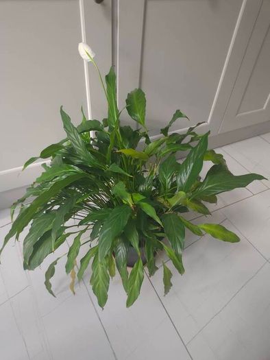 Peace Lily