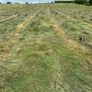 Organic hay Image 2