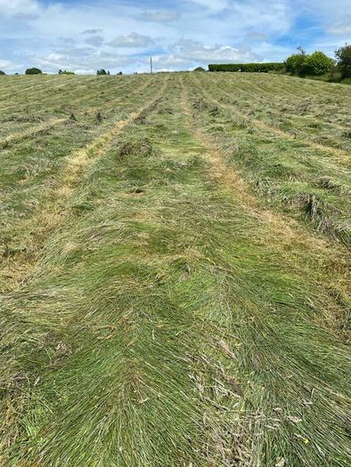Organic hay