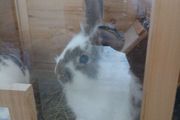 rabbit