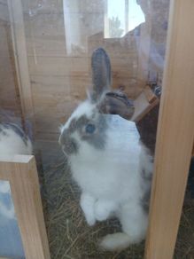 rabbit