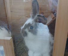 rabbit
