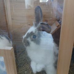 rabbit