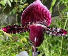Paphiopedilum Vinicolor Schwarze Madonna callosum Vinicolor, Rare Slipper Orchid