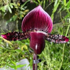 Paphiopedilum Vinicolor Schwarze Madonna callosum Vinicolor, Rare Slipper Orchid