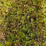 Garden Plants, Two Euros Image 7
