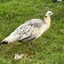 Peafowl Image 2