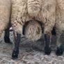 Shrophshire Rams Image 9