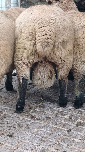 Shrophshire Rams