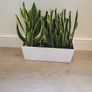 sansevieria Laurentii planter Image 2
