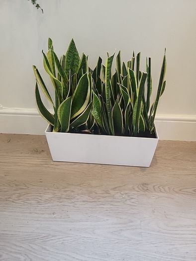 sansevieria Laurentii planter