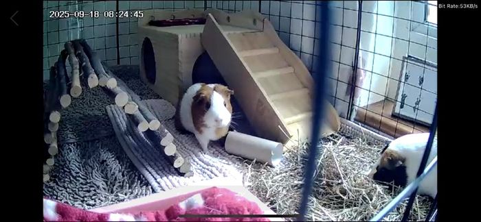 3 Guinea Pigs