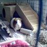 3 Guinea Pigs Image 5