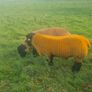 Pedigree registered suffolk ram lambs Image 4
