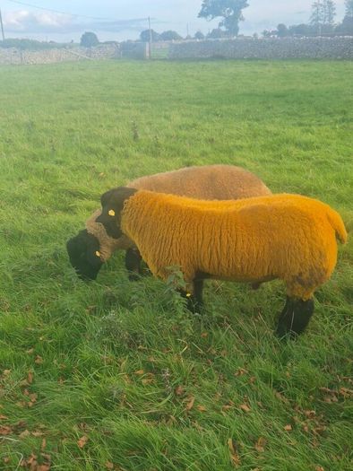 Pedigree registered suffolk ram lambs