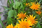 Yellow gazania