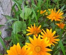 Yellow gazania