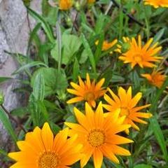 Yellow gazania