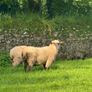 Shrophshire Ram and Shropshire Ram Lambs Image 7