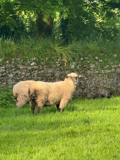 Shrophshire Rams