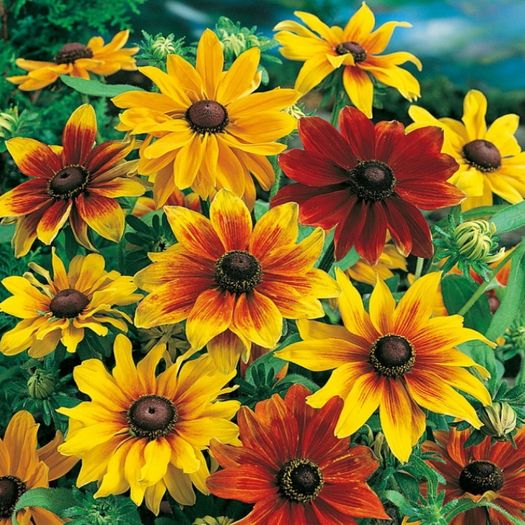 (R) Rudbeckia Rustic Dwarfs seeds 0.3g (415151)