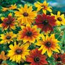 (R) Rudbeckia Rustic Dwarfs seeds 0.3g (415151) Image 2