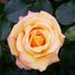 Rose1970