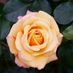 Rose1970