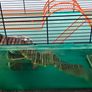 Gerbil/Hamster cage Image 2