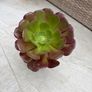 aeonium plant Image 2