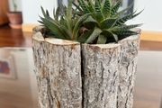Healthy Plant